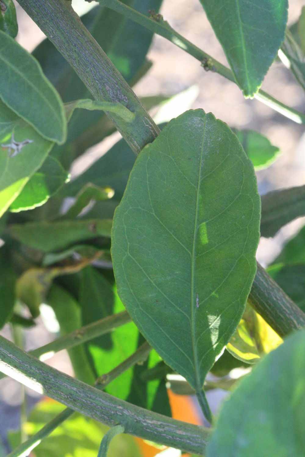            Unifoliolate leaf (Riverside, CA)   
